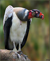 Picture Title - King Vulture