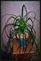 Picture Title - Office Plant