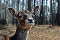 Picture Title - the doe