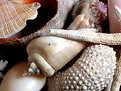 Picture Title - Shells