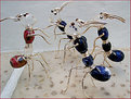 Picture Title - ANTS