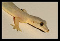 Picture Title - Lizard