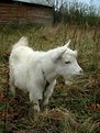Picture Title - Baby goat