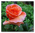 Picture Title - Spanish Dancer