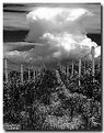 Picture Title - wine and cloud