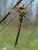 Spring Darner