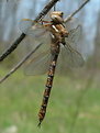 Picture Title - Spring Darner