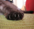 Picture Title - Tabby's claws