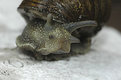 Picture Title - snail face