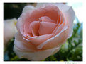 Picture Title - Who likes roses?