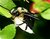 Carpenter Bee III