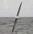 Picture Title - Black browed albatross #5