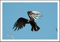 Picture Title - Cuban Vulture.