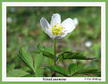 Picture Title - Wood anemone