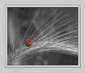 Picture Title - RED POINT