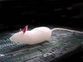 Picture Title - radish