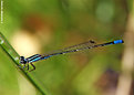 Picture Title - Blue Damselfly