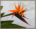 Picture Title - bird of paradise