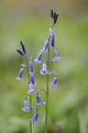 Picture Title - Bluebells