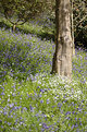 Picture Title - Bluebells