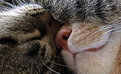 Picture Title - CLICK ! Cat Nap