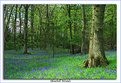 Picture Title - Bluebell Woods