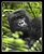 Adult Female Mountain Gorilla