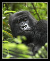 Picture Title - Adult Female Mountain Gorilla