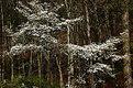 Picture Title - dogwood