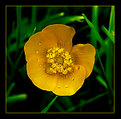 Picture Title - Buttercup