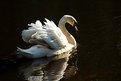 Picture Title - Angry Swan