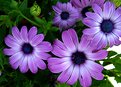 Picture Title - Purple Daisies