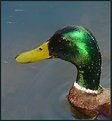 Picture Title - Mallard