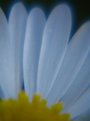 Picture Title - Just a glance
