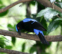 Picture Title - Azure- Hooded Jay
