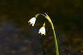 Picture Title - summer snowflake