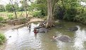 Picture Title - Elephants Bathing