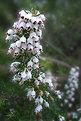 Picture Title - Le meraviglie della natura