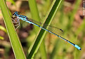 Picture Title - Blue Damsel Fly #2