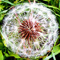 Picture Title - Bubble flower