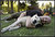 Man's best friend
