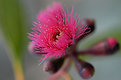 Picture Title - Eucalyptus Lansdowneana