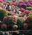 Azaleas at Nezu