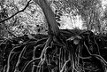 Picture Title - Roots