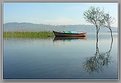 Picture Title - Lake, Sandalwood, Trees and Reflexion