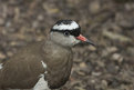Picture Title - Crowned Lapwing