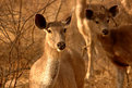 Picture Title - Deer - The Portrait