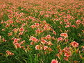 Picture Title - Campo de Flores