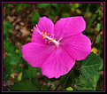 Picture Title - Wild Pink Rose Mallow