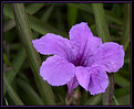 Picture Title - Mexican petunias